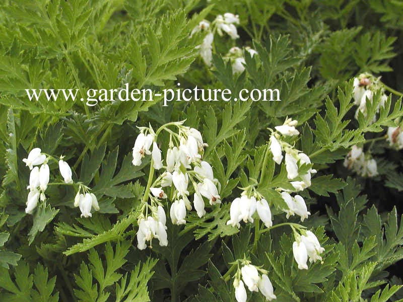 Dicentra eximia 'Alba'