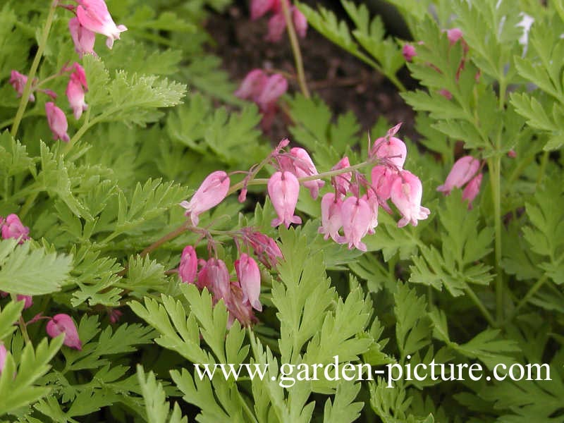 Dicentra formosa