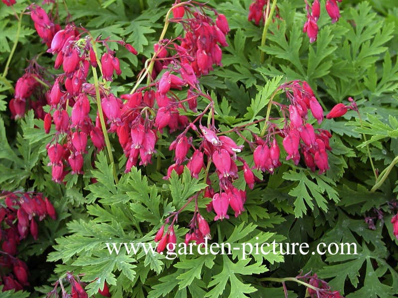 Dicentra formosa 'Bacchanal'