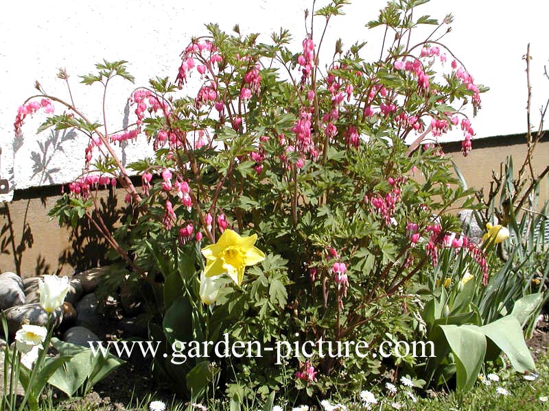 Dicentra spectabilis