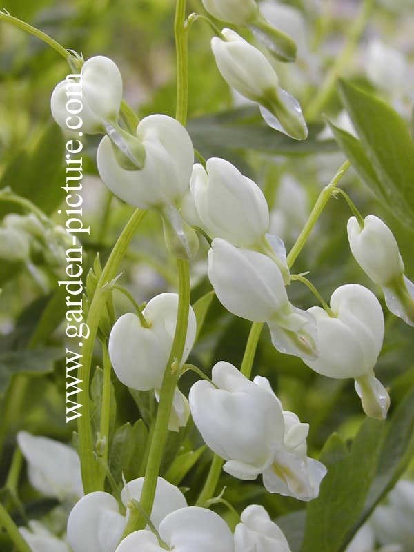 Dicentra spectabilis 'Alba'