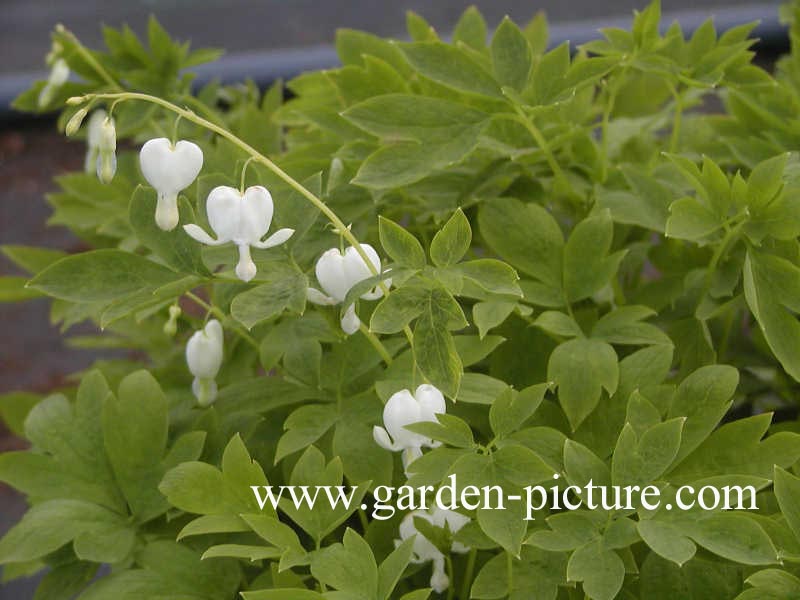 Dicentra spectabilis 'Alba'