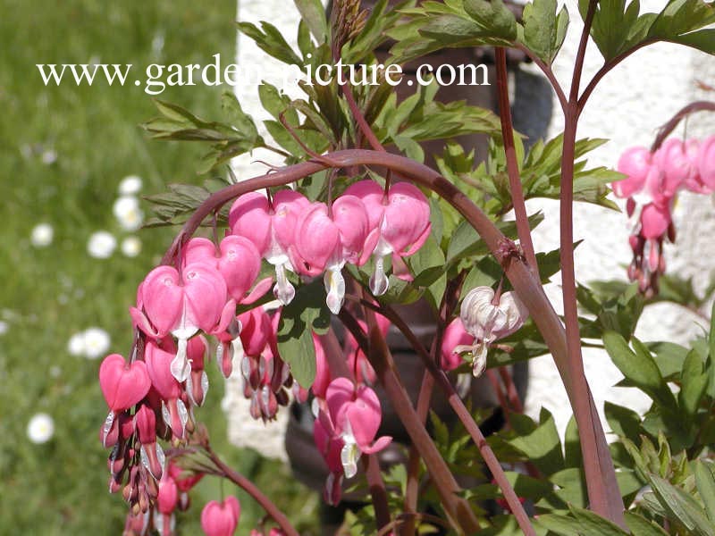 Dicentra spectabilis