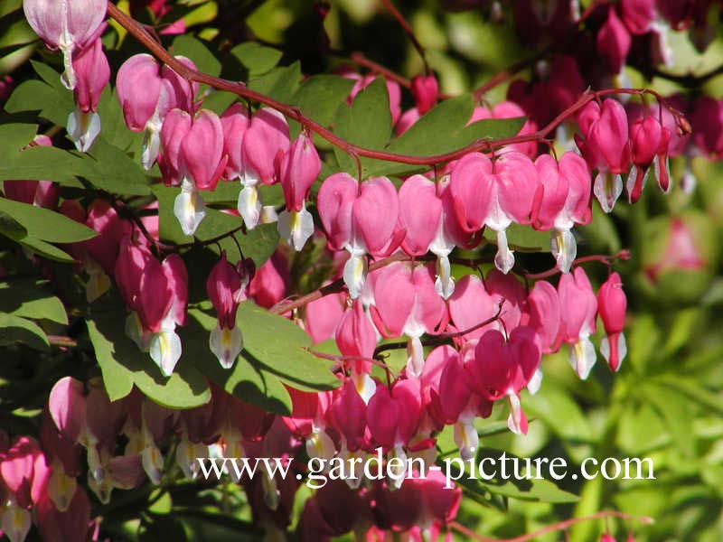 Dicentra spectabilis