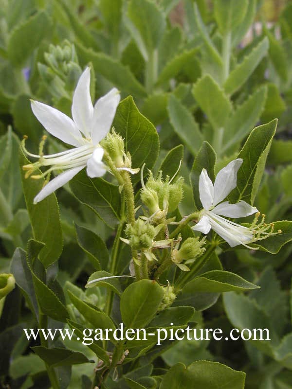 Dictamnus albus 'Albiflorus'