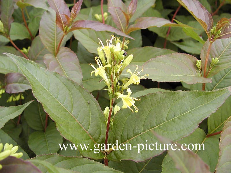 Diervilla sessilifolia
