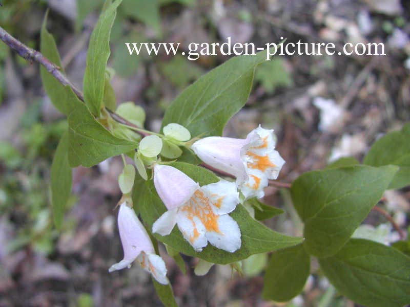 Dipelta yunnanensis