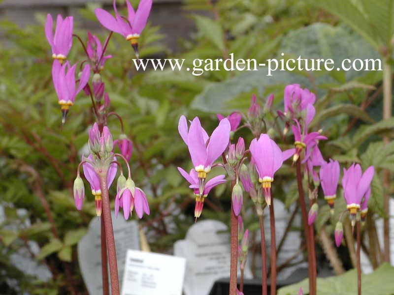 Dodecatheon meadia