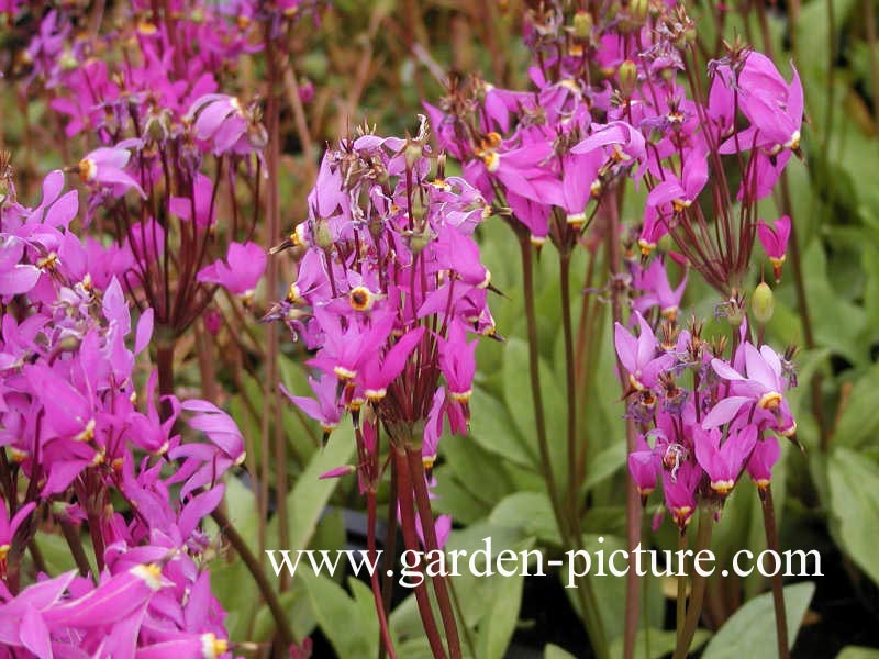 Dodecatheon meadia