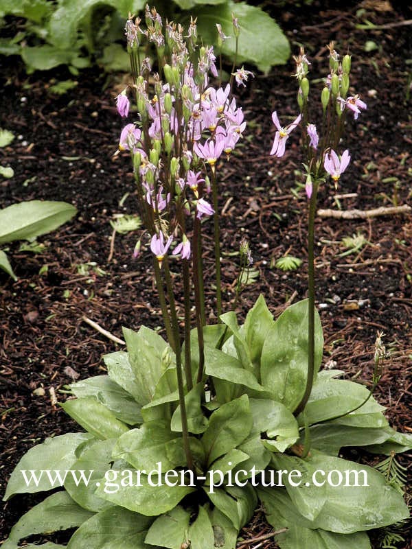 Dodecatheon meadia