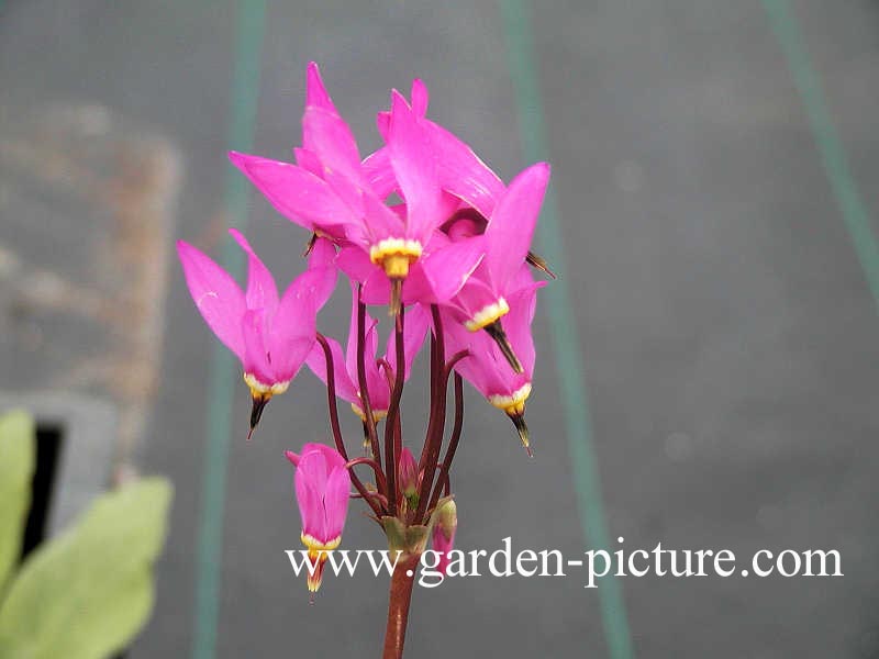 Dodecatheon meadia