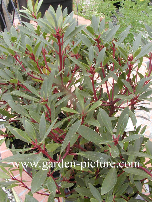 Drimys lanceolata