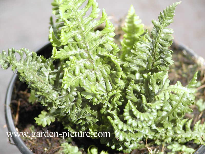 Dryopteris affinis 'Congesta Cristata'