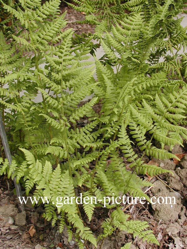 Dryopteris dilatata