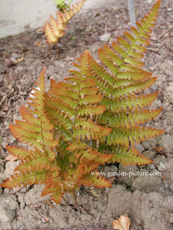 Dryopteris erythrosora