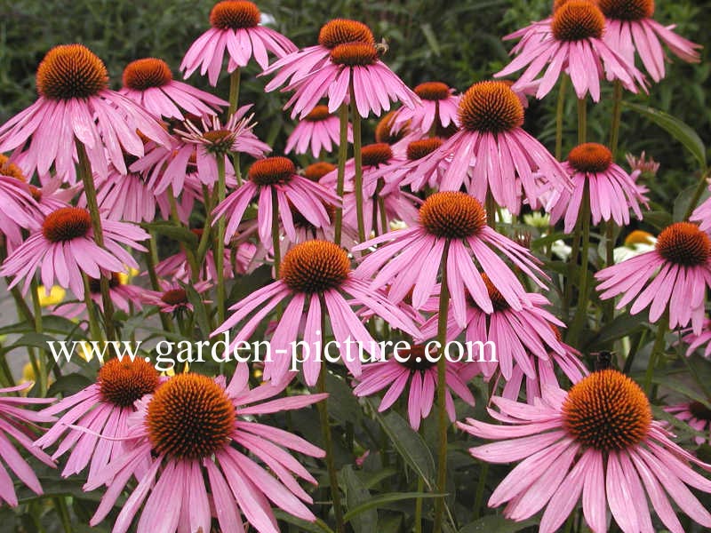 Echinacea purpurea