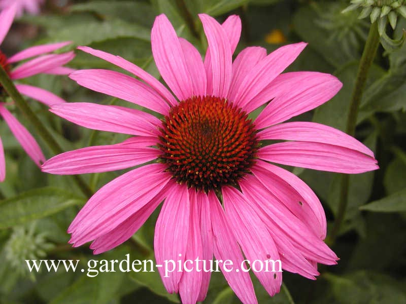 Echinacea purpurea 'Magnus'