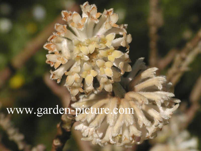 Edgeworthia chrysantha