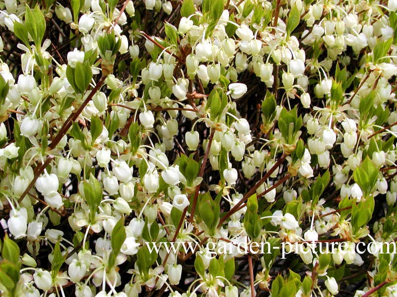 Enkianthus campanulatus