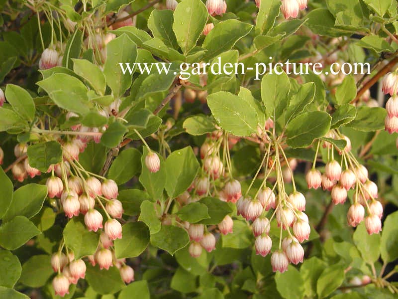 Enkianthus chinensis