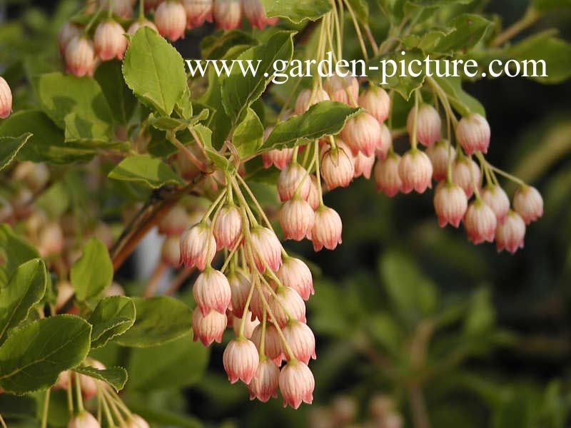 Enkianthus chinensis