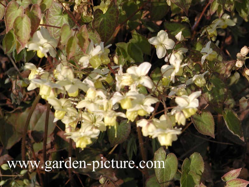 Epimedium versicolor 'Sulphureum'