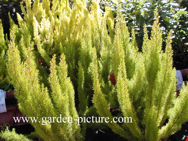 Erica arborea 'Albert's Gold'