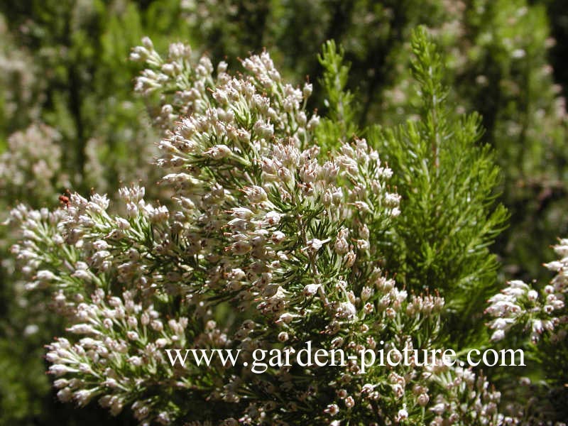 Erica arborea 'Alpina'