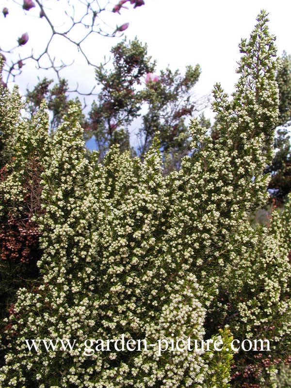 Erica arborea 'Alpina'