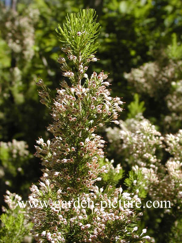 Erica arborea 'Alpina'