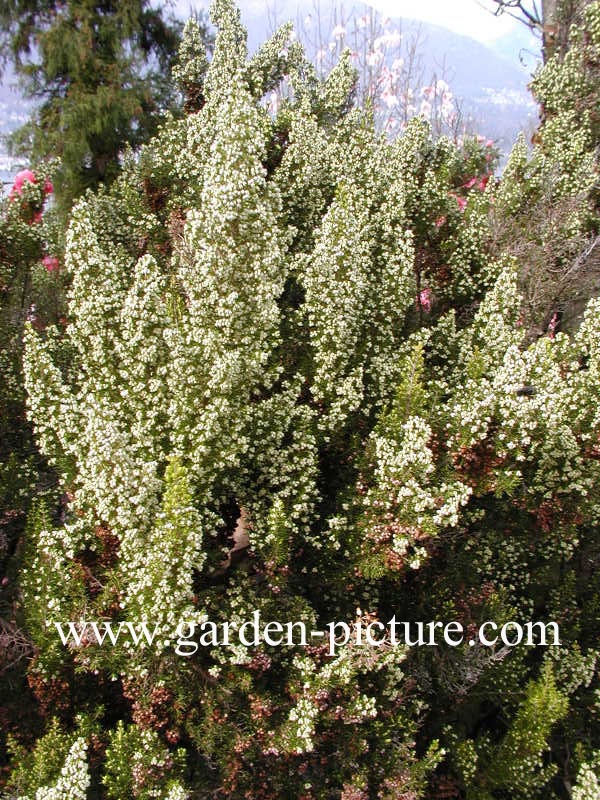 Erica arborea 'Alpina'