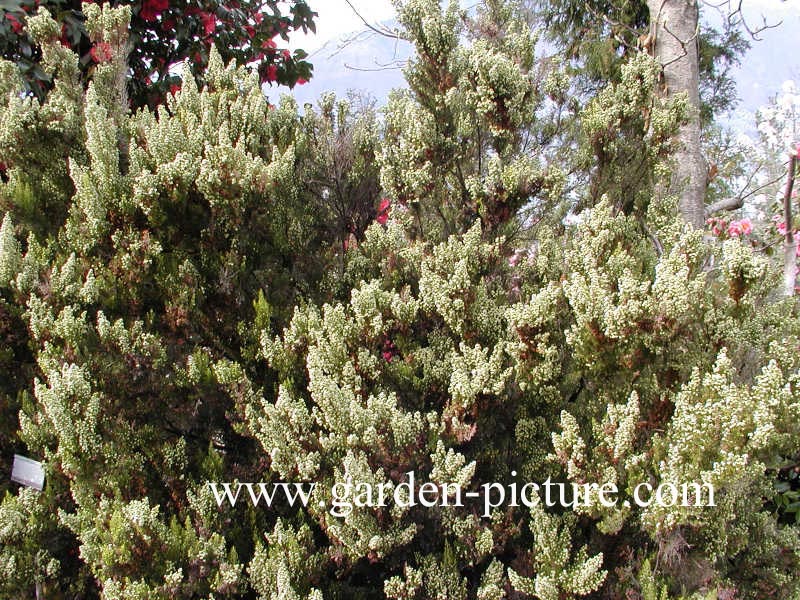 Erica arborea 'Alpina'