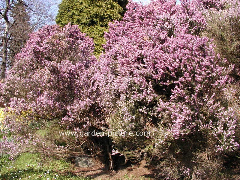 Erica erigena 'Superba'