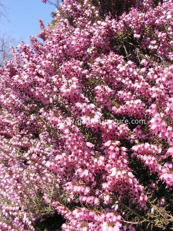 Erica erigena 'Superba'