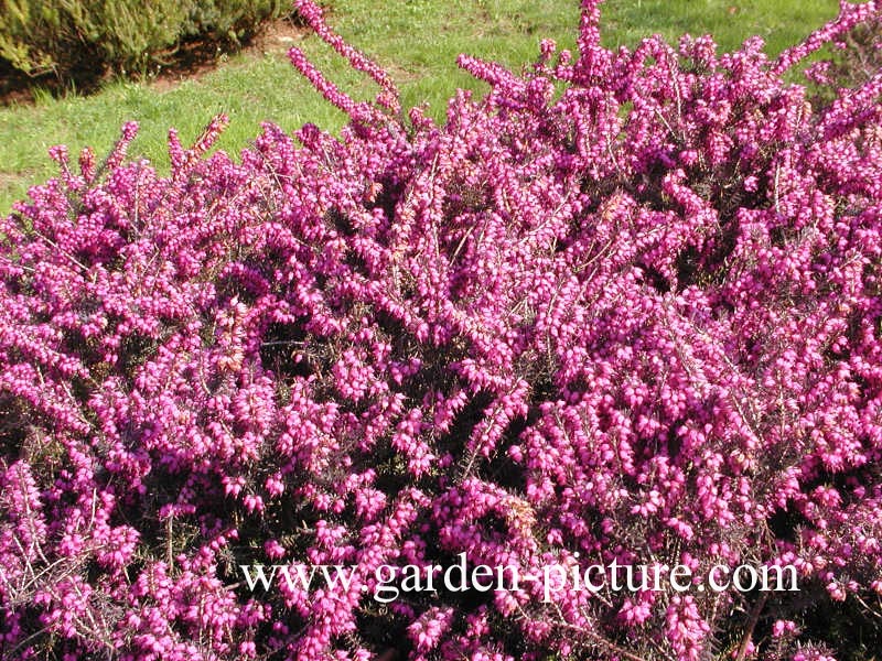 Erica darleyensis 'Kramer's Rote'