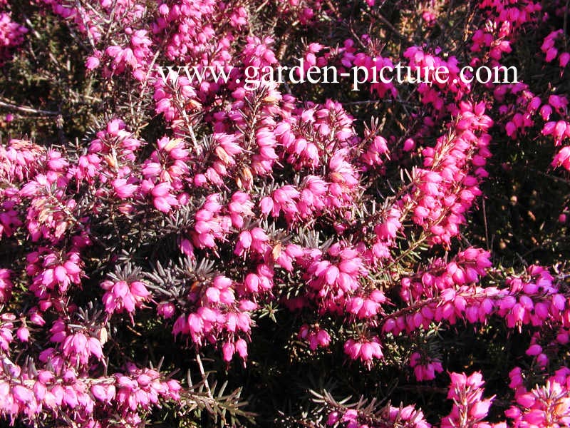 Erica darleyensis 'Kramer's Rote'