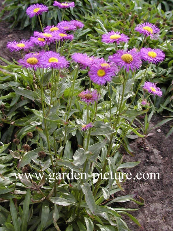 Erigeron 'Dunkelste Aller'