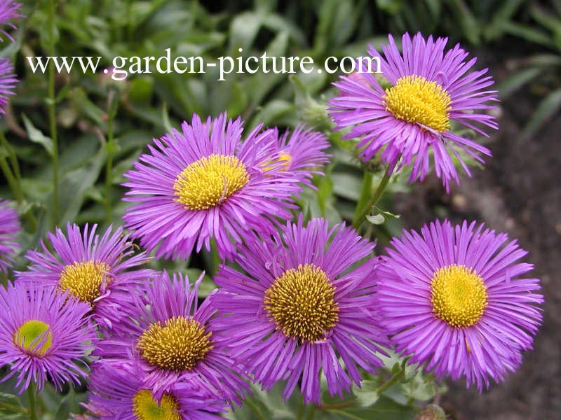 Erigeron 'Dunkelste Aller'