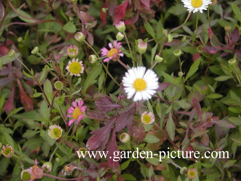 Erigeron karvinskianus