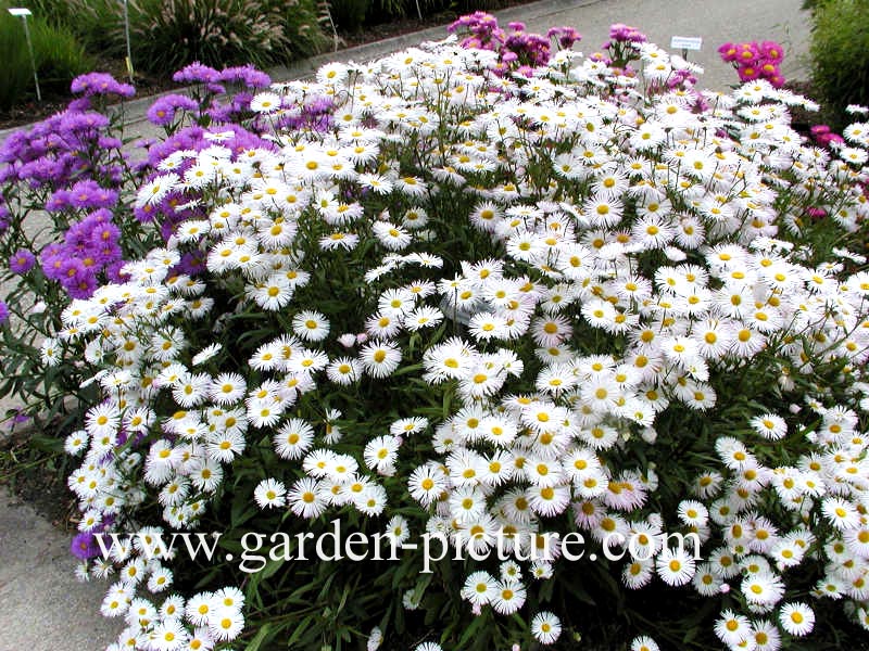 Erigeron 'Sommerneuschnee'