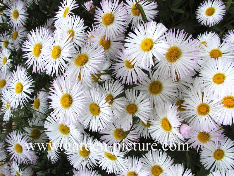 Erigeron 'Sommerneuschnee'