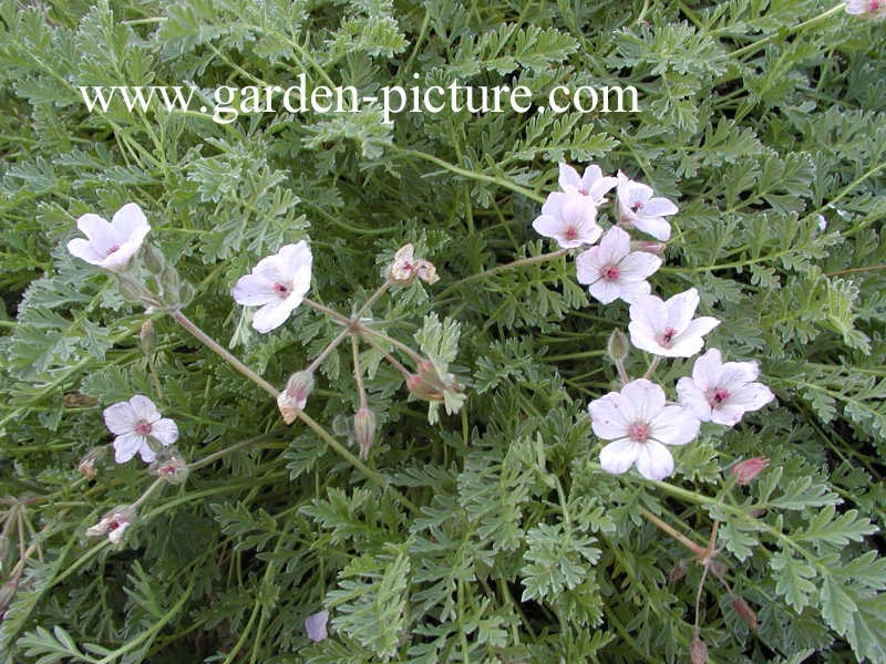 Erodium absinthoides armenum