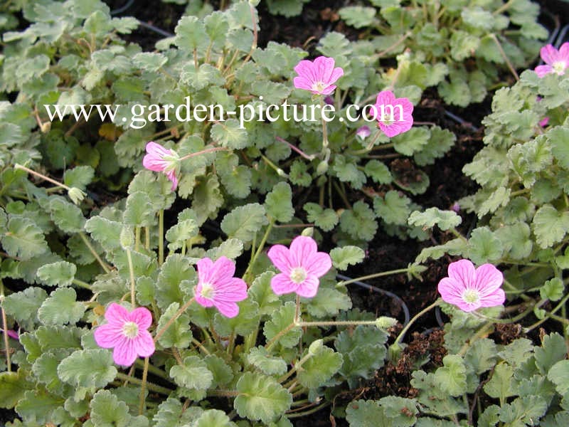 Erodium variabile 'Bishop's Form'