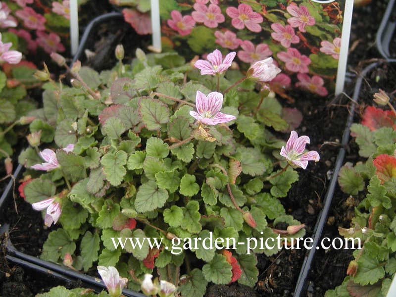 Erodium variabile 'Roseum'