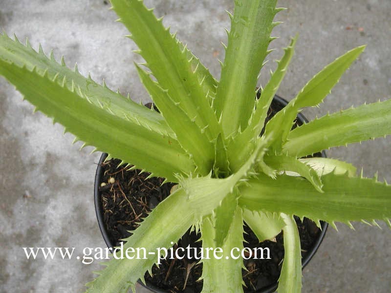 Eryngium agavifolium