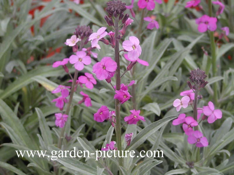 Erysimum 'Bowles Mauve'