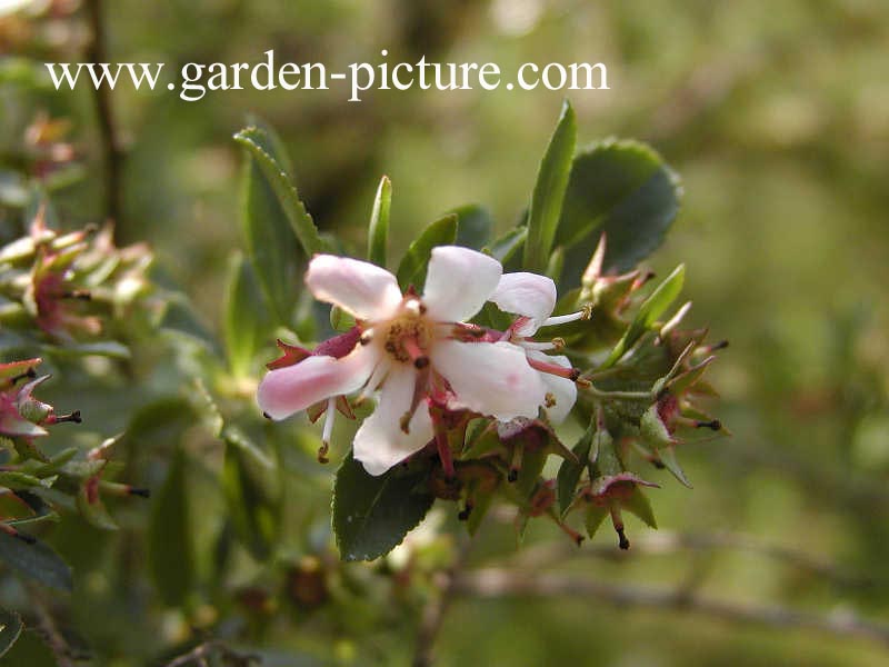 Escallonia 'Donard Radiance' (67405)