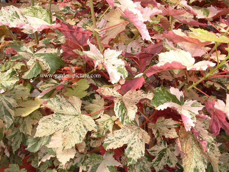 Acer pseudoplatanus 'Eskimo Sunset'