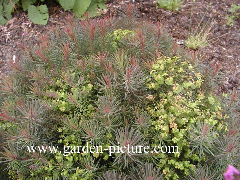 Euphorbia cyparissias 'Clarice Howard'