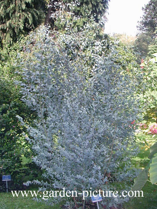 Eucalyptus gunnii